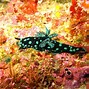 Image result for Awesome Sea Creatures