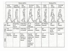 Image result for Normal Gait Cycle