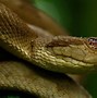 Image result for Snake Island Toronto