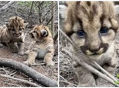 Image result for Mountain Lion Kittens