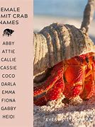 Image result for Hermit Crab