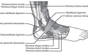 Image result for Peroneus Brevis Attachment