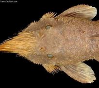 Image result for Popular Freshwater Fish W Whiskers