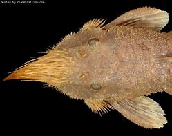 Image result for Freshwater Fish with Whiskers