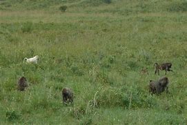 Image result for Albino Baboon