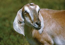 Image result for Organic Goat