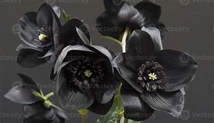 Image result for Black Opium Plant