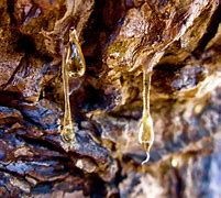 Image result for Tree Sap Plaster