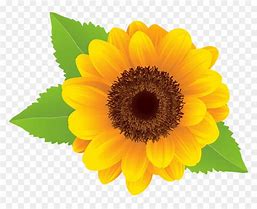 Image result for Sunflower Image Clip Art No Background