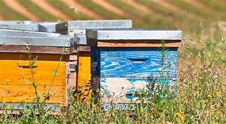 Image result for Migratory Beekeeping