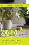 Image result for Which Houseplants Like Coffee Grounds