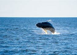 Image result for Humpback Whale