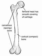 Image result for Open Diagram of Bone