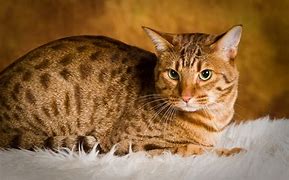 Image result for Top 10 Best Cat Breeds