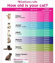 Image result for 20 Cats