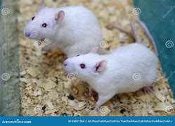 Image result for Male Albino Rats