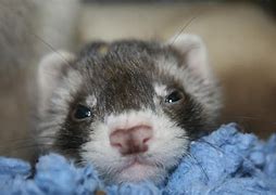 Image result for Baby Furret