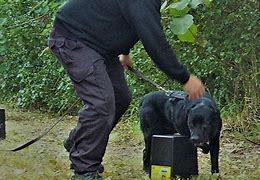 Image result for Explosive Detection Dog Cool Picture