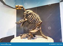 Image result for Giant Ground Sloth Skeleton