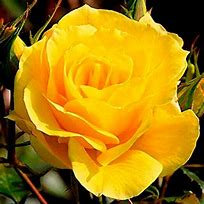 Image result for 70th Birthday Rose Bush