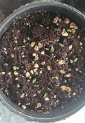 Image result for Arabidopsis Seeds