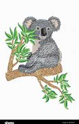 Image result for Beautiful Koala Bear