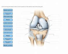 Image result for Knee Labeling