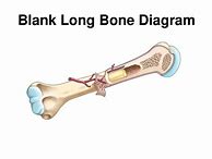 Image result for Open Diagram of Bone