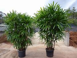 Image result for Palmera Plant Image