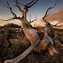 Image result for Brown Dry Tree