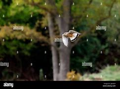 Image result for Kestrel Hunting