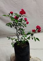 Image result for Rose Paan