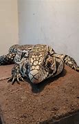 Image result for Tegu Cheeks