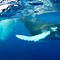 Image result for Whale China