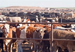 Image result for Feedlot