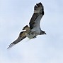 Image result for Pacific Osprey