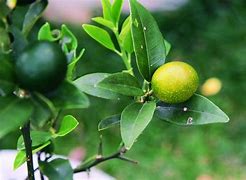 Image result for Tropical Asian Fruit Kumquat