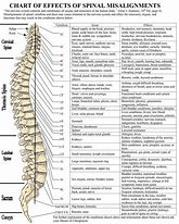 Image result for Spinal Chart Hand Out