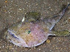 Image result for Goosefish