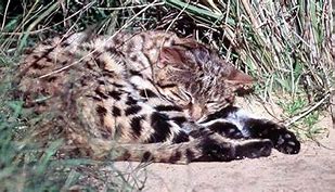 Image result for Black-footed Cat