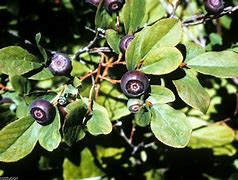 Image result for Wild Blueberry Plant Identification