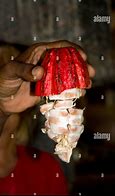 Image result for Cocoa Tree Grenada