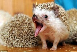 Image result for Hedgehog Emoji