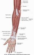 Image result for Flexors of the Forearm