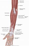 Image result for Forearm Flexors