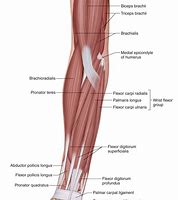 Image result for Bicep and Forearm