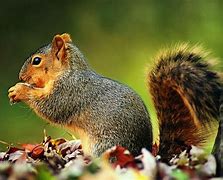 Image result for Squirrel