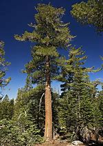 Image result for Full-Grown White Pines