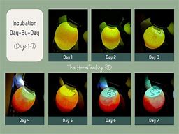 Image result for Serama Chicken Egg Candling Chart