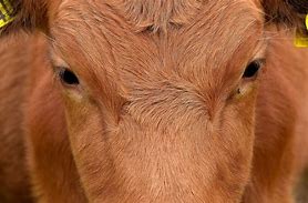 Image result for Icelandic Cow